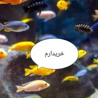 ماهی آکواریومی