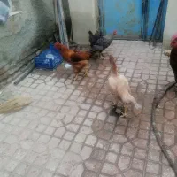 خروس|حیوانات مزرعه|سنندج, |دیوار