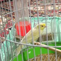 فروش یکعدد قناری ماده سیلور موزائیکی کاملا آماده