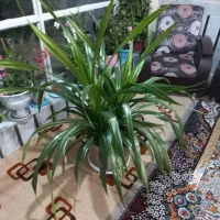 گل پاندانوس