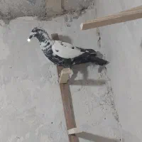 کبوتر|پرنده|شیراز, شیخ علی چوپان|دیوار