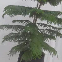 کاج مطبق طبیعی بزرگ سالم
