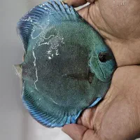 خاص ترین نژادا های دیسکس در ایران