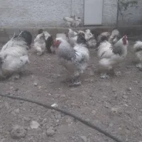 جوجه برهمای سه روزه اصل  و ۲۰ عدد تخم برهما