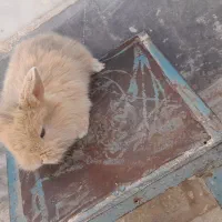 بچه خرگوش لوپ|موش و خرگوش|سبزوار, علمدار|دیوار