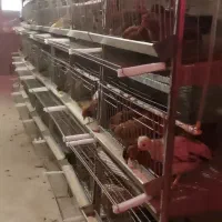 فروش قفس مرغ تخمگذار