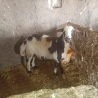 بره قوچ پلنگی افشار