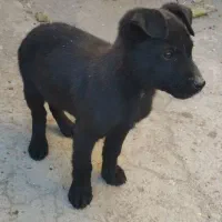 پیتبول|سگ|بازرگان, |دیوار