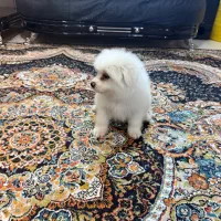 پامرین شیتزو|سگ|شهریار, شهریار|دیوار