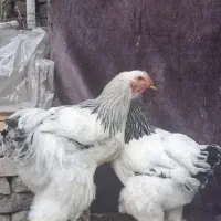 1 جفت مرغ و خروس برهما
