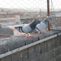 نر و ماده سبز دم سفید|پرنده|شیراز, گویم|دیوار