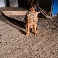 سگ ژرمن شیپرد نر