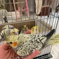 جوجه عروس هلندی