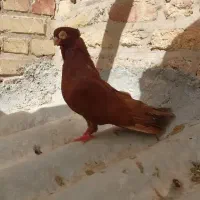 کبوتر صرب