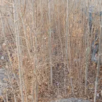 نهال درخت زبان گنجشک|خدمات باغبانی و درختکاری|اصفهان, قهجاورستان|دیوار