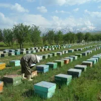 زنبور عسل مشهد