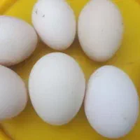 تخم مرغ محلی نطفه دار
