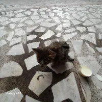 واگزاری بچه گربه