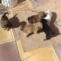 سگ پاکوتاه|سگ|عطاملک, |دیوار