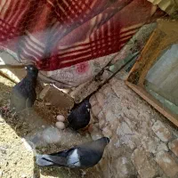 کبوتر روزگاری