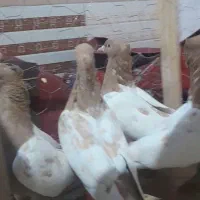 سینه زرد پاک و هوایی|پرنده|مه ولات, |دیوار