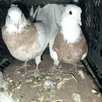 5عدد طوق سیاه و سرخ