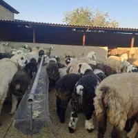 گوسفند داشتی|حیوانات مزرعه|شیراز, برمشور علیا|دیوار