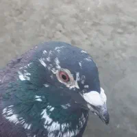 اوغون سرخ  قهوای دمسفید وسوسکی،سیاه ماده|پرنده|تربت‌حیدریه, حیدرآباد|دیوار