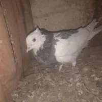 جوجه مغلف طوقی|پرنده|قم, شهرک توانیر|دیوار