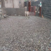 سگ نگهبان|سگ|قوچان, |دیوار