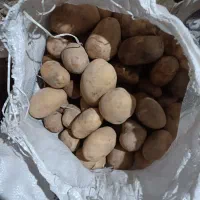 فروش سیب زمینی اگریا وجیلی درجه یک|عمدهفروشی|چاراویماق, |دیوار