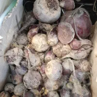 فروش چغندرقند