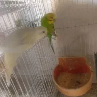 دوجفت مرغ عشق با جوجه