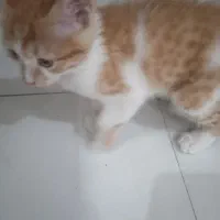 واگذاری بچه گربه|گربه|کرمان, |دیوار