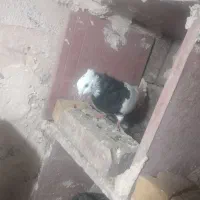 15عدد کفتر خوب|پرنده|میاندوآب, |دیوار