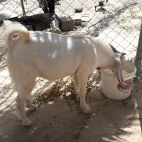 دو کهره نر
