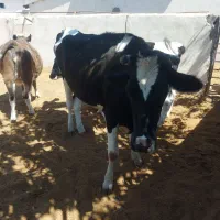 گوساله تلیسه آبستن گاو ابس گاو شیری|حیوانات مزرعه|کوهین, |دیوار