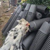 فروش تخم نطفه دار نژاد اصیل گلین لری کرچ شو|حیوانات مزرعه|تنکابن, |دیوار