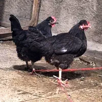 دو  عدد مرغ تخم گذار