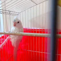 ۳تا طوطی بالغ یه پسر ۲تا دختر|پرنده|آمل, |دیوار