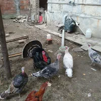 بوقلمون نر و ماده|حیوانات مزرعه|گلوگاه, |دیوار