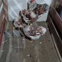 جوجه مرغ ویاندوت و برهما اصیل نژاد وارداتی|حیوانات مزرعه|بابلسر, |دیوار