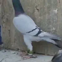 ی جفت سبز ایرانی