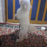 سگ باهوش بازی گوش