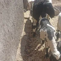 بره لتکی دم بزی