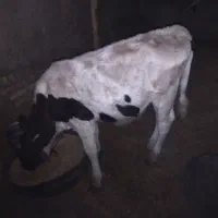 گاو|حیوانات مزرعه|زابل, |دیوار