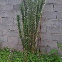 گل کاکتوس فروشی اطراف سنگر
