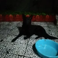 واگذاری سگ ژرمنشولاینبلاک۲ساله،تعلیم دیده