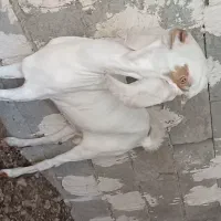 سلام فروش نری گلابی|حیوانات مزرعه|بندرلنگه, |دیوار