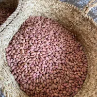 مغز بادام زمینی|عمده‌فروشی|آستانه اشرفیه, |دیوار